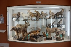 museum-Corleto